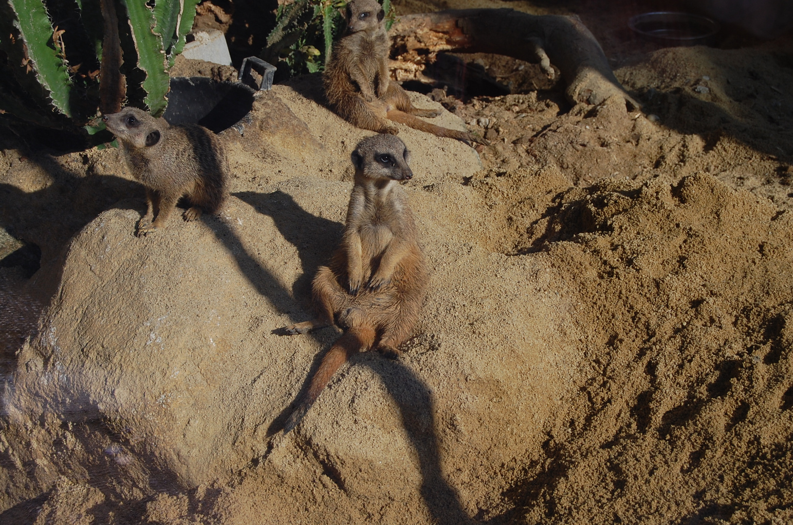 Erdmännchen im Linzer Tiergarten