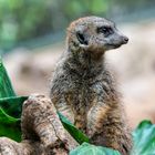 Erdmännchen im Loro Parque