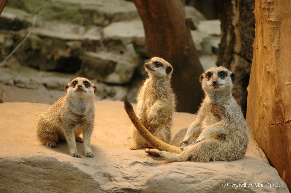 Erdmännchen im Magdeburger Zoo