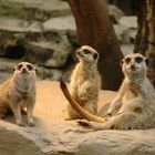 Erdmännchen im Magdeburger Zoo