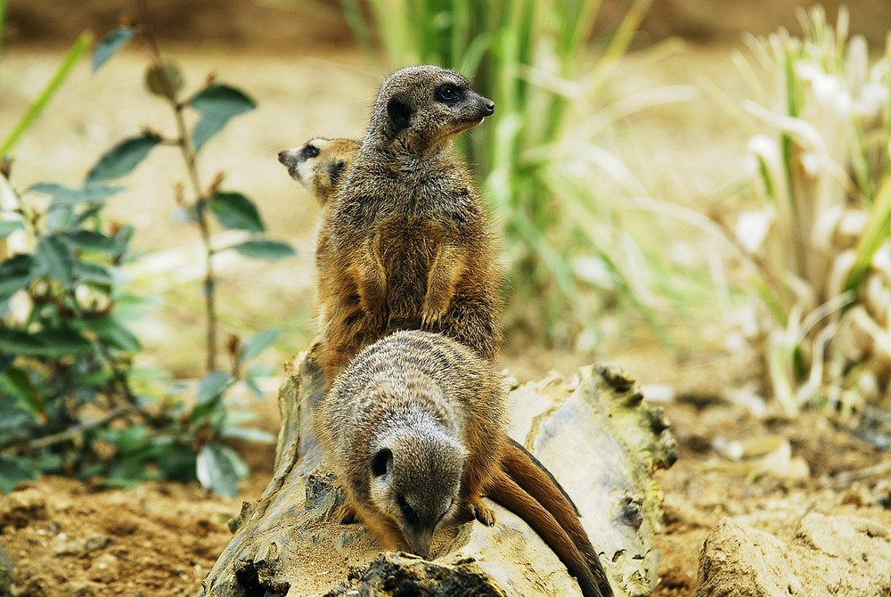 Erdmännchen im neuen Quartier