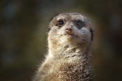 Erdmännchen im Neuwieder Zoo