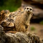 Erdmännchen im Opel-Zoo