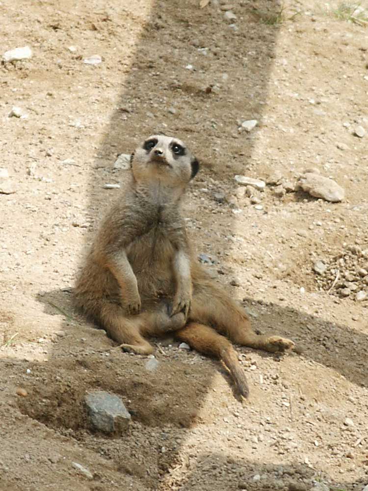 Erdmännchen im Opel Zoo