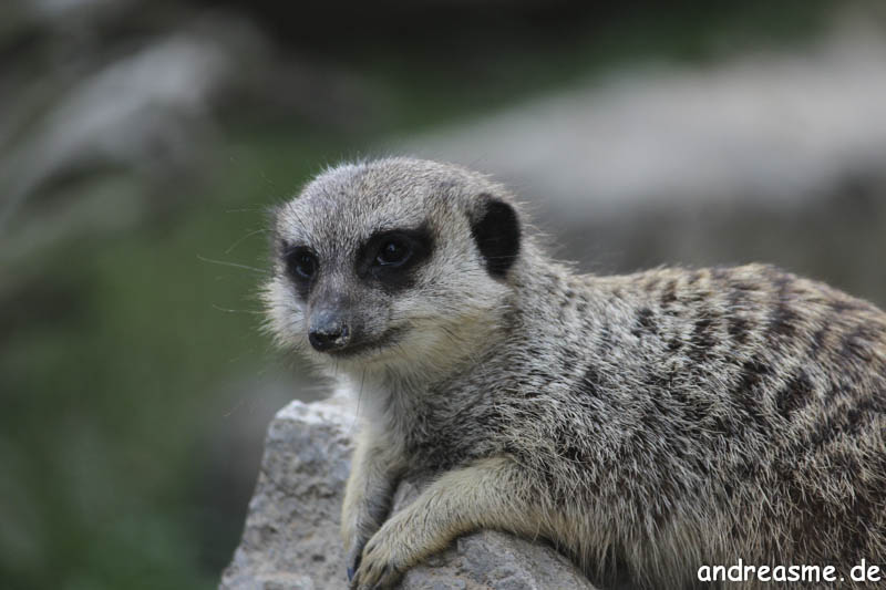 Erdmännchen im Opel Zoo