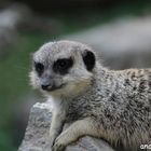 Erdmännchen im Opel Zoo