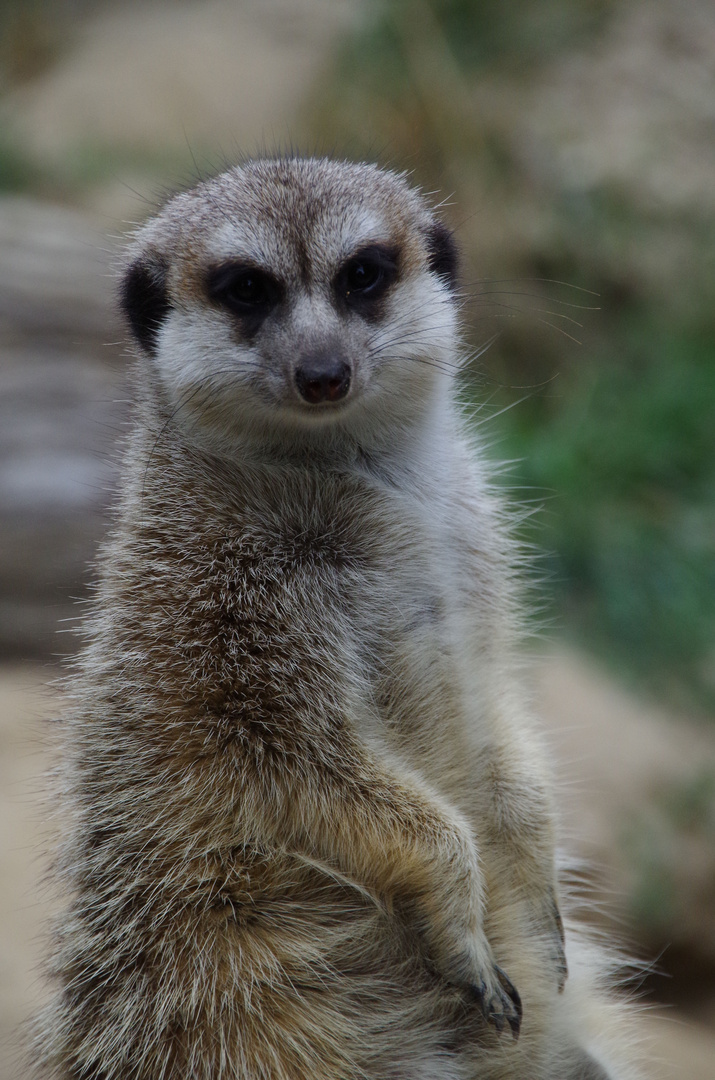 Erdmännchen im Opelzoo