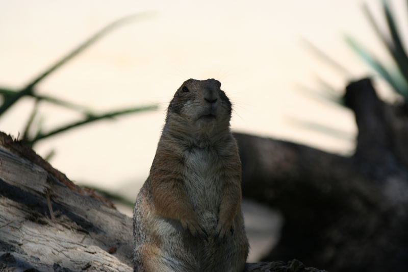 Erdmännchen im Parc Phoenix ( Nizza )