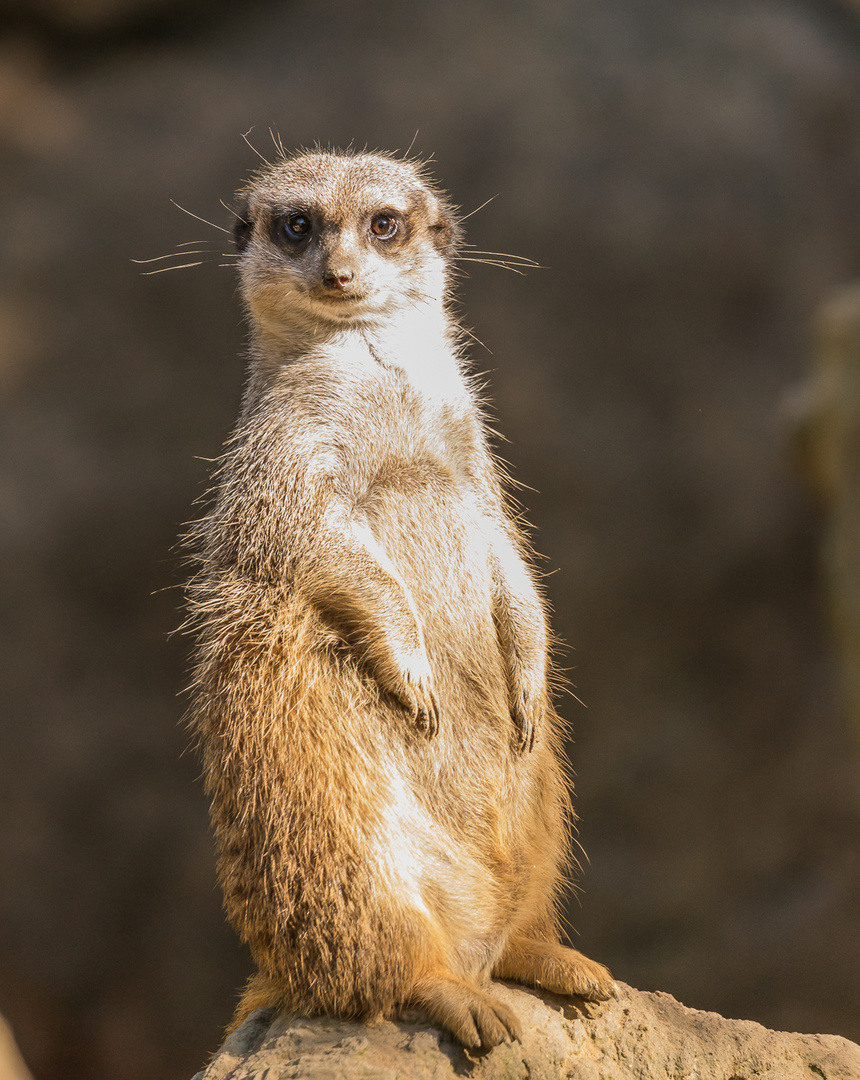 Erdmännchen im Parco Natura Viva