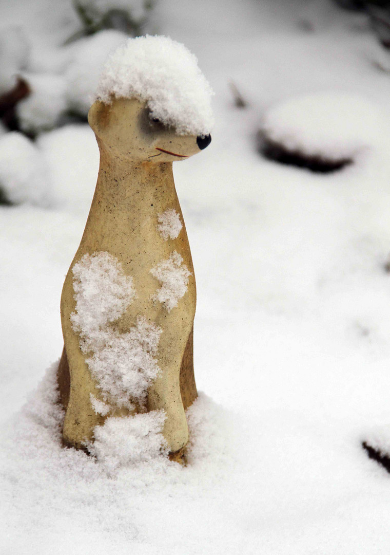 Erdmännchen im Schnee