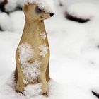 Erdmännchen im Schnee