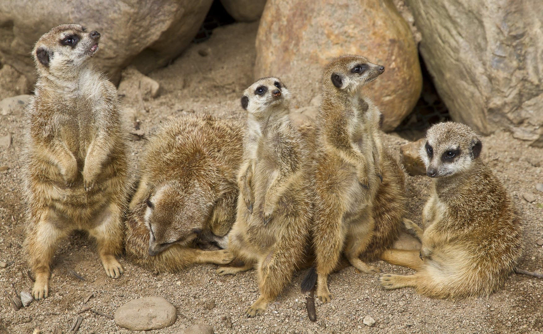 Erdmännchen im Schweriner Zoo