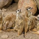 Erdmännchen im Schweriner Zoo