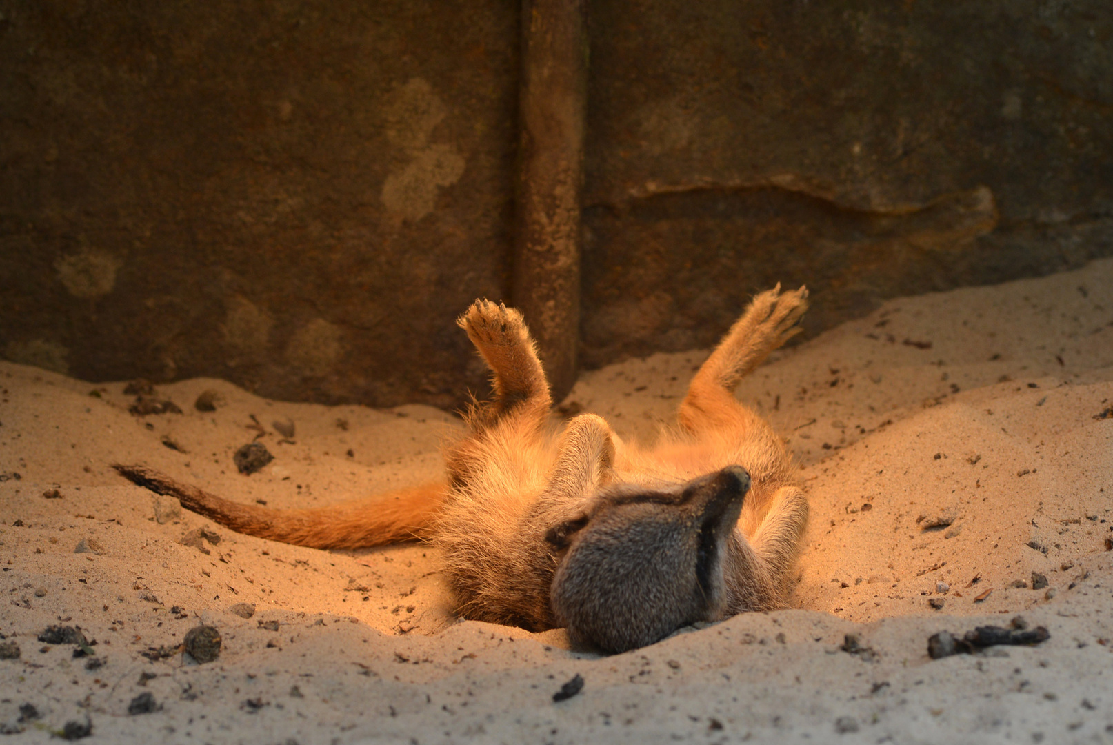 Erdmännchen im Solarium ;O)