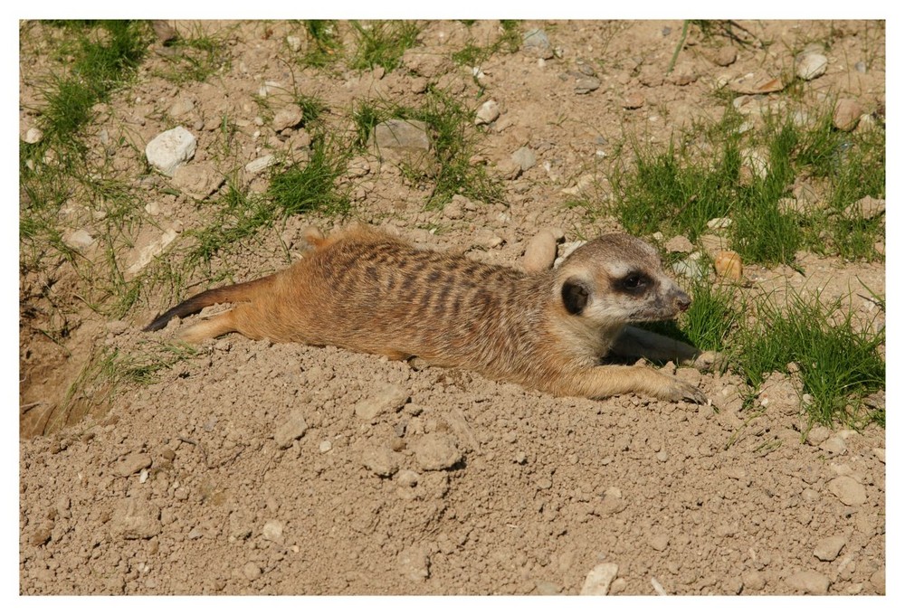 Erdmännchen im Sonnenbad