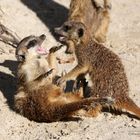 Erdmännchen im spielerischen Kampf