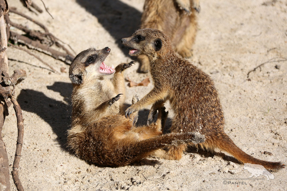 Erdmännchen im spielerischen Kampf