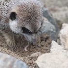 Erdmännchen im Tiergehege Freiburg - Mundenhof - Nahrungssuche