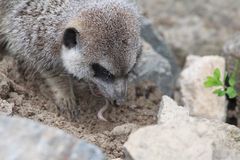 Erdmännchen im Tiergehege Freiburg - Mundenhof - Nahrungssuche