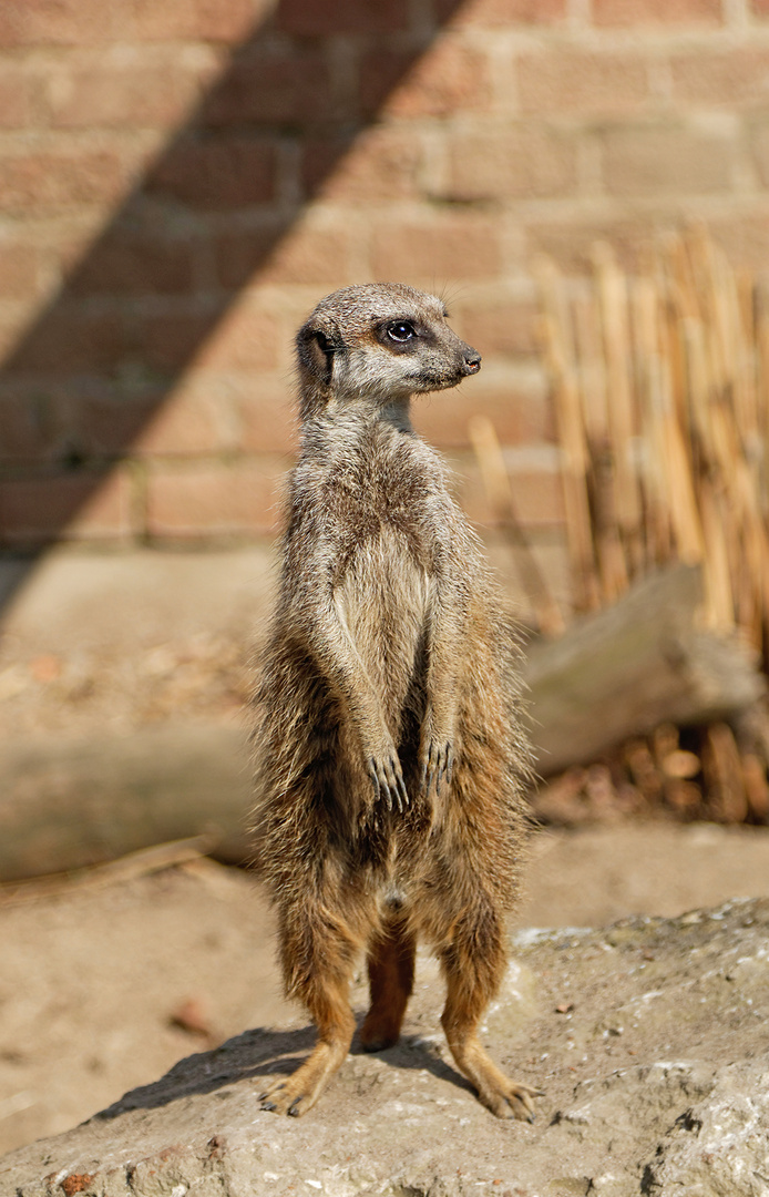 Erdmännchen im Tierpark