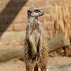 Erdmännchen im Tierpark