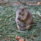 Erdmännchen im Tierpark Hagenbeck