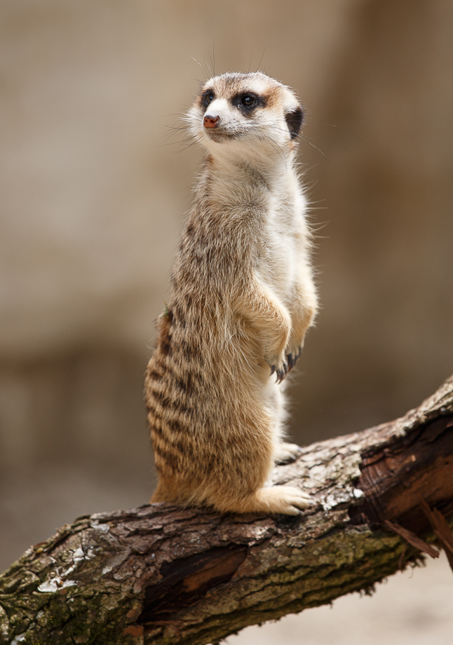 Erdmännchen im Tierpark Hellabrunn