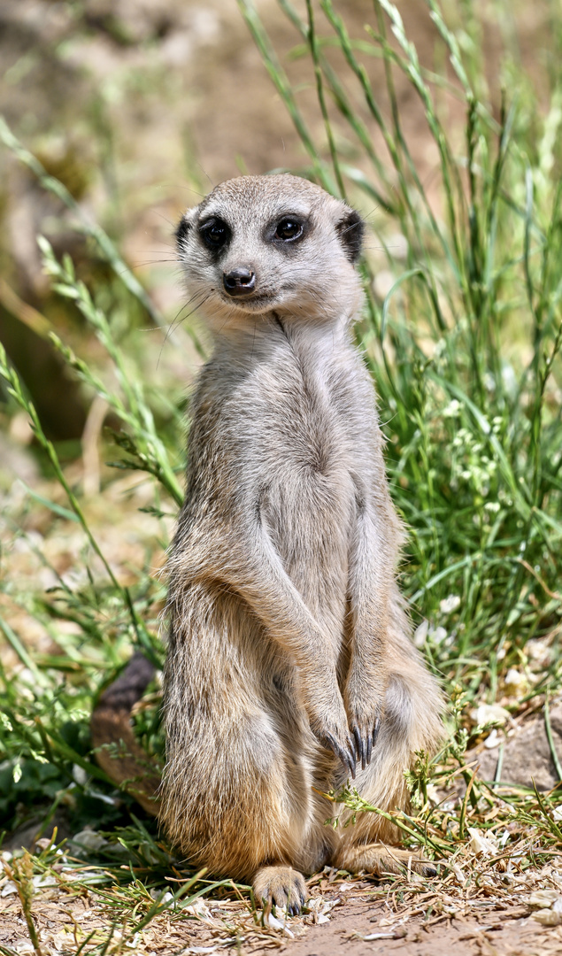 Erdmännchen im Tierpark Sababurg