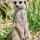 Erdmännchen im Tierpark Sababurg