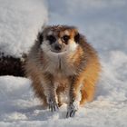 Erdmännchen im Winterkleid