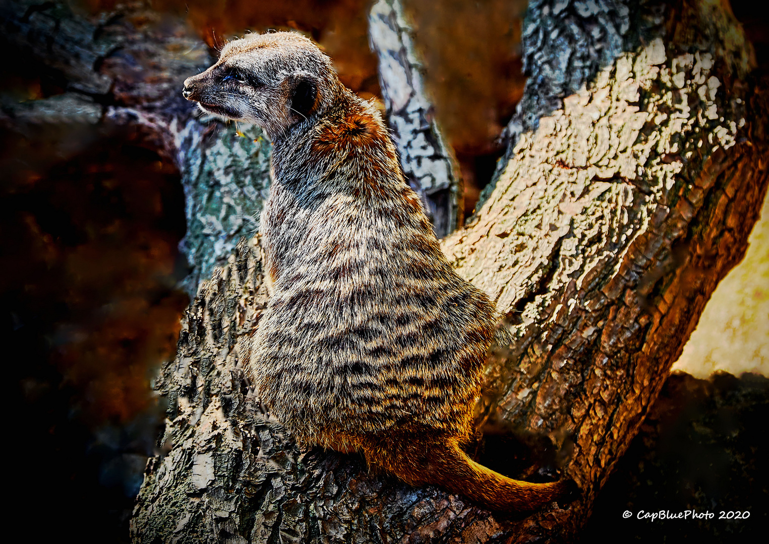 Erdmännchen im  Wormser Tierpark