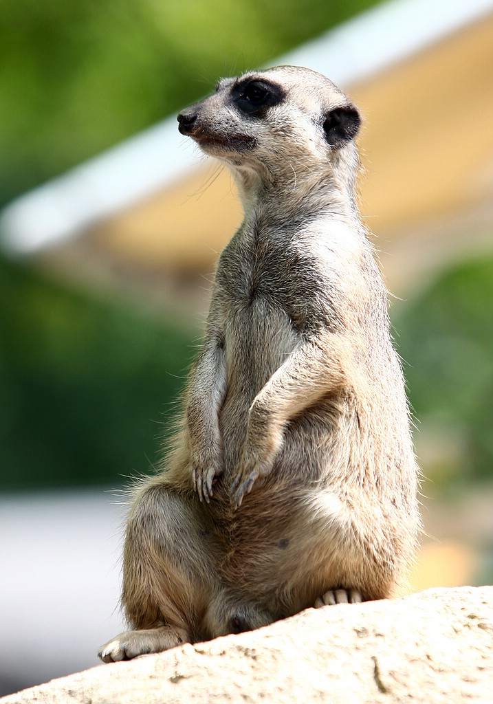 Erdmännchen im Wormser Tierpark