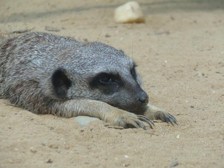 Erdmännchen im Zoo Augsburg