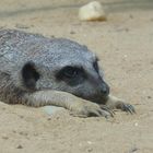 Erdmännchen im Zoo Augsburg