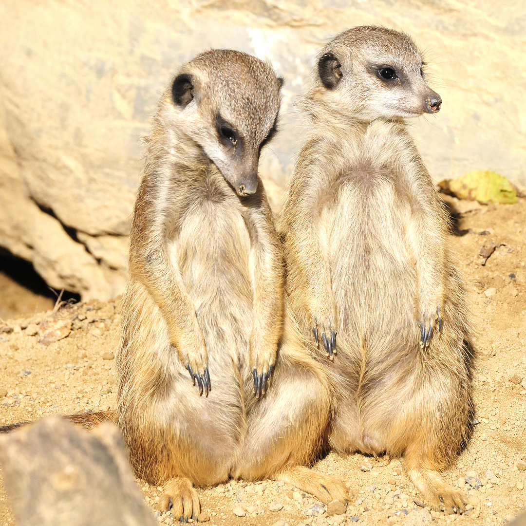 Erdmännchen im Zoo Frankfurt