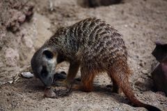 Erdmännchen im Zoo Hannover #1