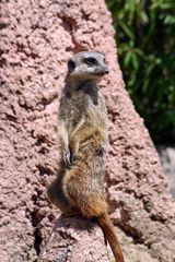 Erdmännchen im Zoo Hannover #3