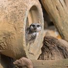 Erdmännchen im Zoo Hannover