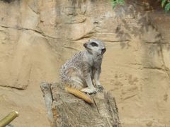 Erdmännchen im Zoo Hannover