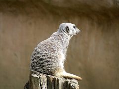 Erdmännchen im Zoo Hannover