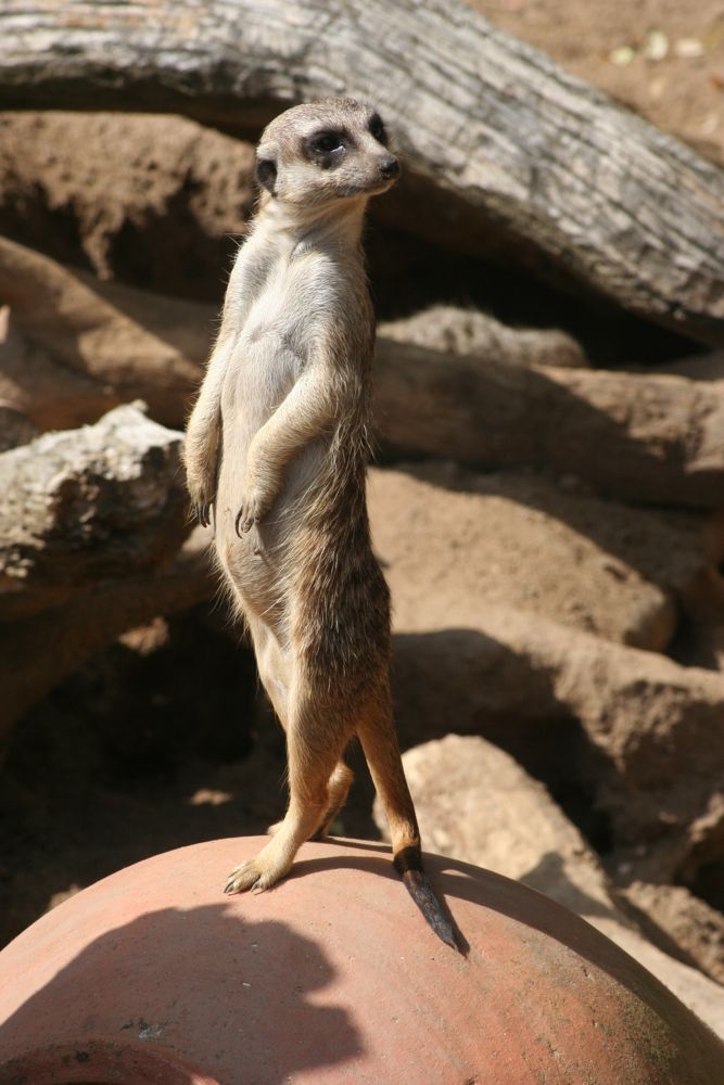 Erdmännchen im Zoo Hannover