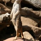 Erdmännchen im Zoo Hannover