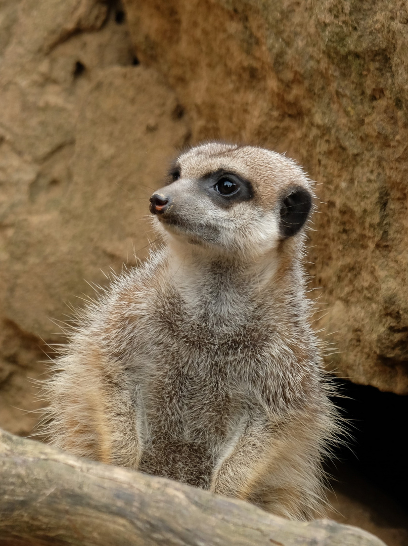 Erdmännchen im Zoo Hannover