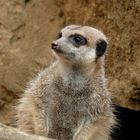 Erdmännchen im Zoo Hannover