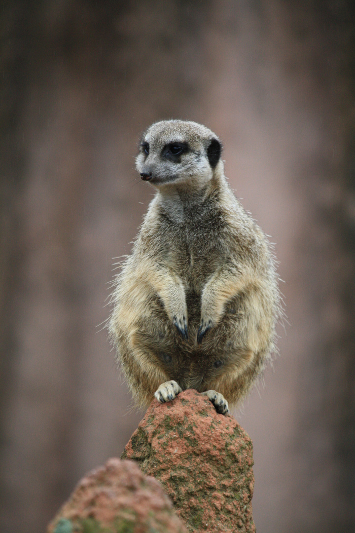 Erdmännchen im Zoo Hannover