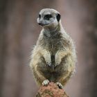 Erdmännchen im Zoo Hannover