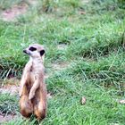 Erdmännchen im Zoo Heidelberg behält den Überblick