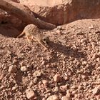 Erdmännchen im Zoo Leipzig