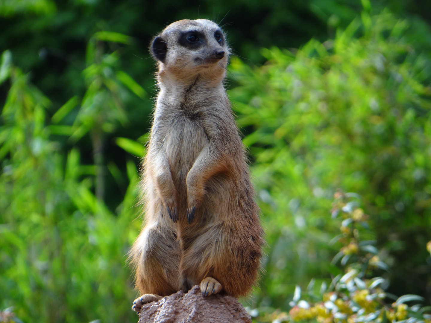 Erdmännchen im Zoo Leipzig