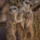 Erdmännchen im Zoo Leipzig